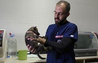 Kars’ta yavru kurtlar biberonla besleniyor