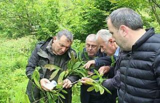 Kastamonu’da katil arılara karşı mücadele sürüyor