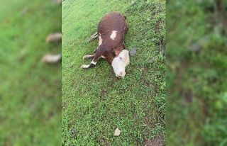 Kastamonu’da üzerine yıldırım düşen büyükbaş...