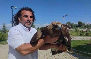 Kaya kartalı artık uçamayacak