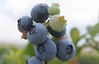 Kayalık arazilerde saksıda şifa kaynağı yaban...