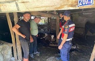 Kaybolan 4 buzağı jandarma dronla buldu