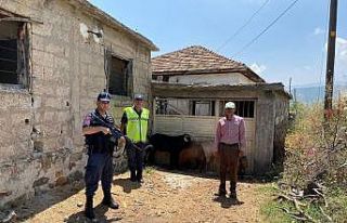 Kaybolan keçileri jandarma buldu