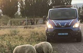 Kaybolan kurbanlık koyunları jandarma ekipleri buldu