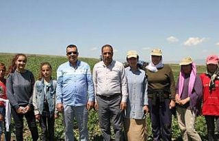 Kaymakam Bayram, tarlada çalışan çiftçilerle...