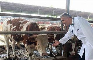 "Kesilen kurban etlerini üst üste koymayın"