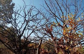 "Kestanenin geleceği tehlike altında"