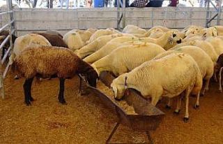 Kilis’te kurban pazarlarında arife günü yoğunluğu