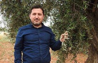 Kilis’te zeytin üreticilerinin umutlu bekleyişi...