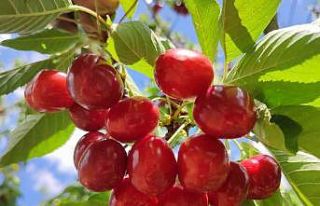 Kiraz hasadında sona gelindi