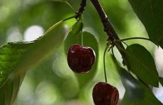 Kiraz yarışmasının ödülleri belli oldu