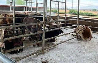 Kırklareli 27 kaçak hayvan ele geçirildi