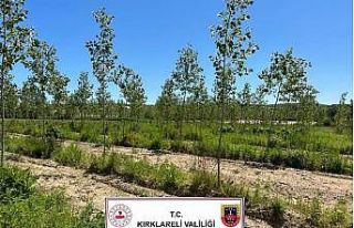 Kırklareli’de 14 bin kök kenevir ele geçirildi