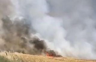 Kırklareli’de 90 dönümlük buğday tarlası küle...