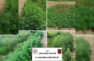 Kırklareli’nde 13 bin 800 kök Hint keneviri ele...