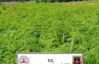 Kırklareli’nde 1 milyon 137 bin 500 kök Hint keneviri...