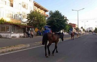 Kırklareli’nde başıboş atlar trafiği tehlikeye...