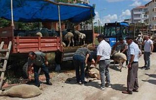 Kırklareli’nde kurbanlar alıcısını bekliyor