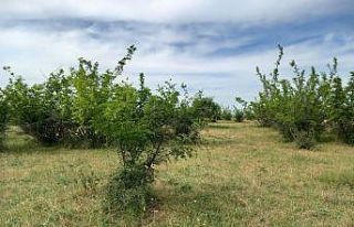 Kırklareli’nde parçalanmış ceset bulundu