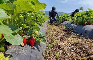 ’Kırmızı elmas’ın ilk hasadı yapıldı