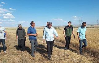 Kırşehir’de ilk tarımsal ürün hasadı yapıldı