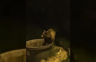 Kış uykusundan uyanan ayılar şehir merkezine indi