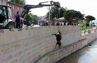 Kızılırmak’taki hayvan leşleri kepçe ile kaldırıldı