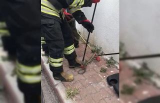 Konya’da otomobilden 1,5 metrelik yılan çıktı