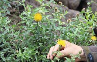 Koparmanın cezası 244 TL