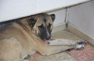 Köpeğe tekme iddiası ortalık karıştırdı: İki...