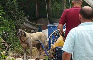 Köpek, yaşlı kadını yaraladı ekipler güçlükle...