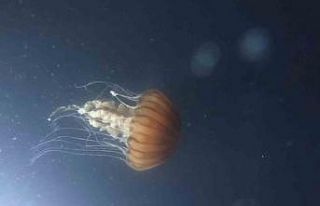 Korkularını yenmek isteyenler dalış sporuyla bunu...