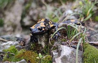 Koruma altındaki ’Benekli Semenderler’ Erzincan’da...