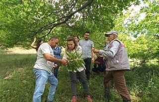 Köşk’te üreticiler Kestane Gal Arısı’na karşı...