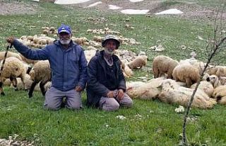Koyun sürüleri İranlı çobanlara emanet
