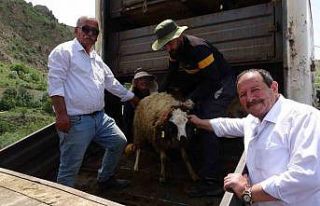 Köyüne dönmek isteyene koyun desteği