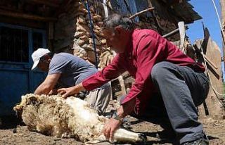 Koyunlar yünlerinden kurtuluyor