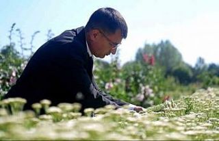 Kozmetik ve ilaç sanayiinin bitkileri Edirne’de...