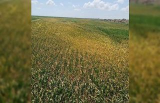 Kulu’da çiftçilere ekim dönemlerini uzatın uyarısı