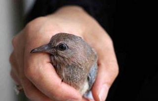 Kumrular 5 yıldır balkondaki kombinin üzerine yuva...