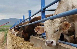 Kurban Bayramı öncesi besicilerin hazırlıkları...