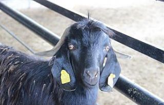 Kurban Bayramı öncesi hayvan pazarlarında hareketlilik...