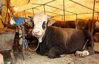 Kurban Bayramı öncesi Sivas’ta Kurban pazarı...