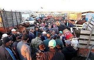 Kurban bayramı öncesinde hayvan pazarı tekrar açılacak