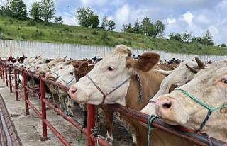 Kurban Bayramı öncesinde hayvan pazarında denetim