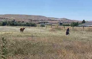 Kurban Bayramının ilk ’kaçağı’ Elazığ’dan:...