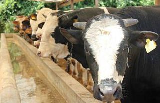 Kurban etlerinin işlenmesi ve muhafazası