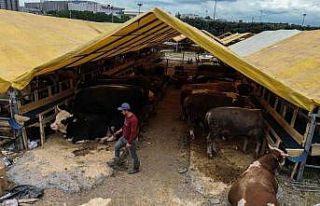 Kurban pazarında ilk günden sıkı pazarlıklar...