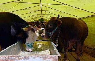 Kurban pazarındaki satıcılar, mandıra ve internet...