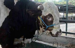 Kurban pazarının Paşa’sı